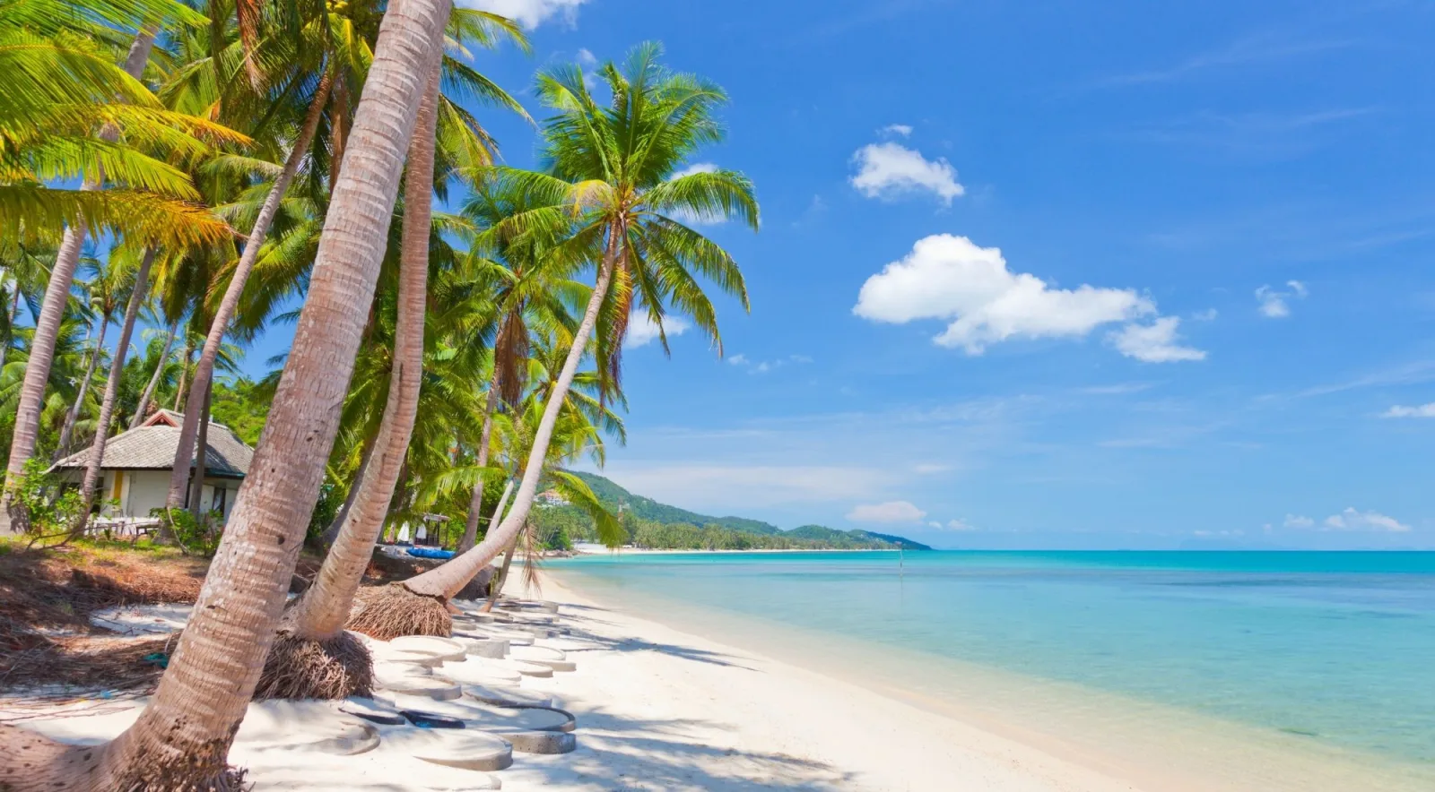 Coconut palms leaning over white sand and clear water on a Koh Samui beach